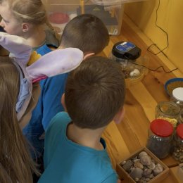 Fotogalerie Mravenečci