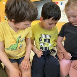 Fotogalerie Mravenečci